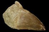 Mosasaur (Prognathodon) Tooth - Morocco #118891-1